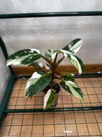 🌱 Hybride: Philodendron white surprise