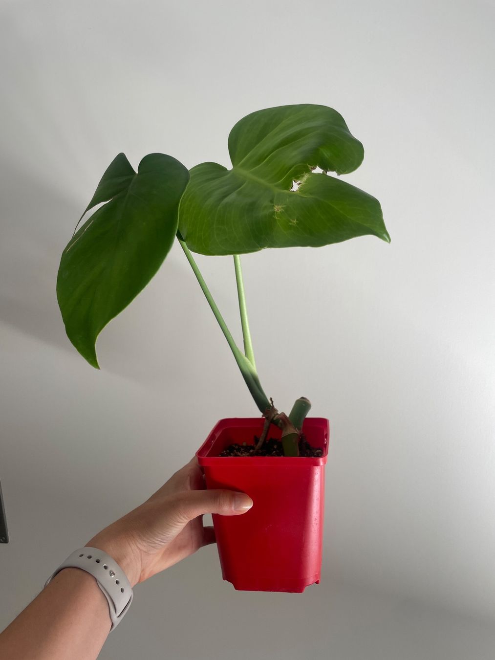 Pflanzen & Samen: Baby monstera – Gebraucht aus Bern von adr_62mn 1