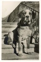 Grand St. Bernard   VS  -    BARRY sur l'escalier