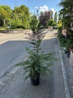 Cupressocyparis leylandii Leylandzypresse 60cm