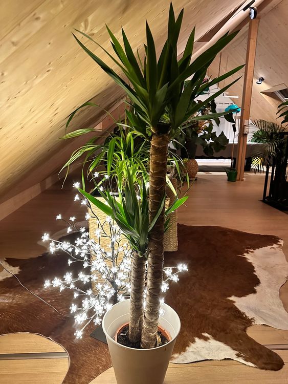 Yucca Pflanze Kaufen auf Ricardo