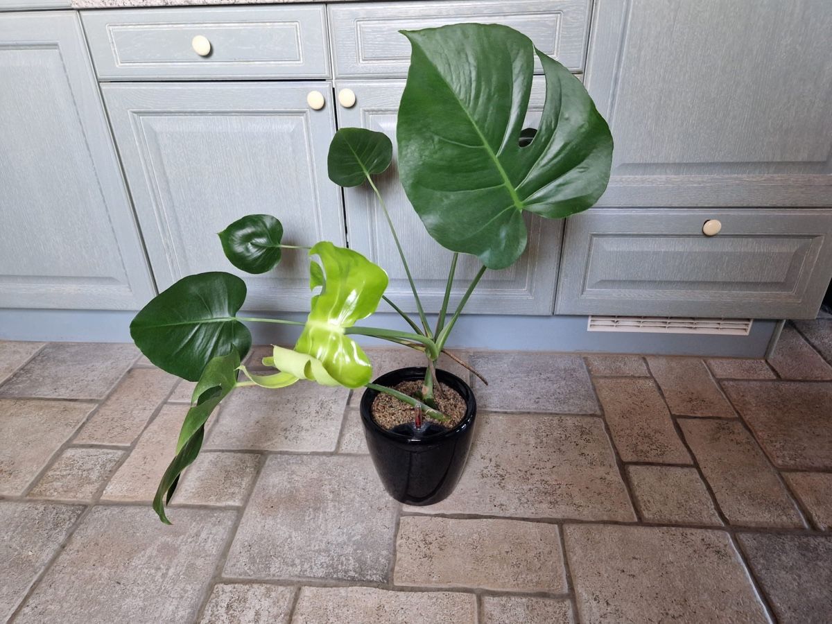 Pflanzen & Samen: Monstera Deliciosa 🪴 – Gebraucht aus Menziken von Ines.Coelho 4