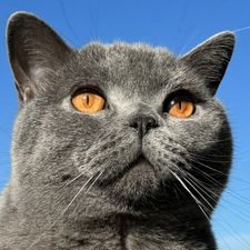 Profile image of saesch_swiss