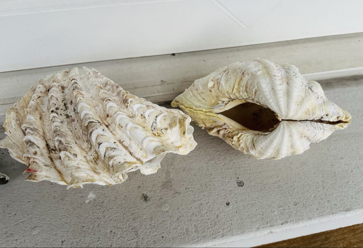 Alle Dekorationen: Muscheln – Gebraucht aus Zürich von Layla114 2