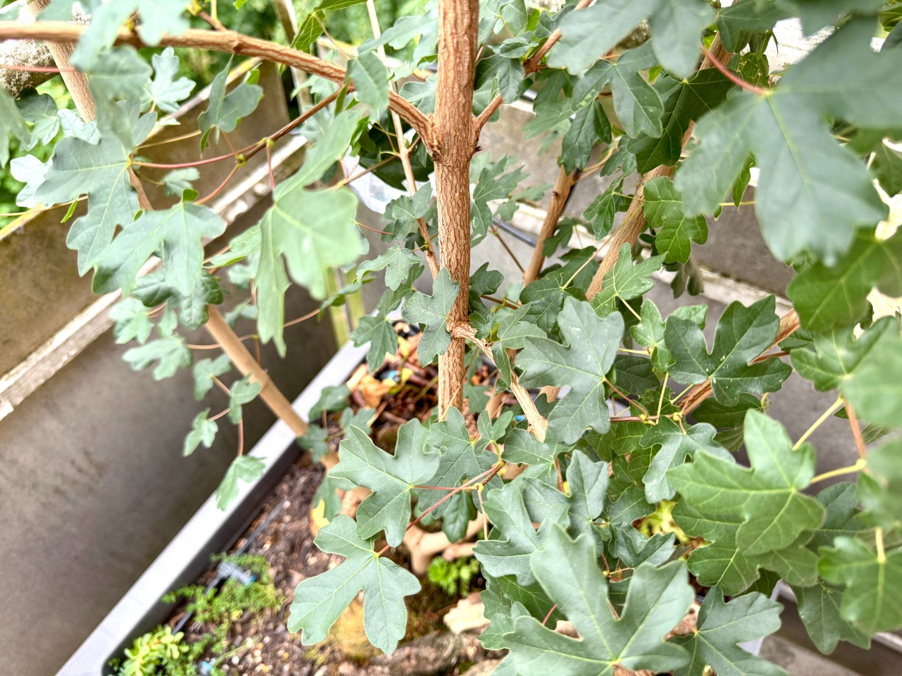 Piante & sementi: Feldahorn (field maple) – Usato da Schlieren venduto da Edgar_k 2