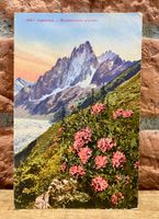 Alpenrose Rhododendron alpinum mit Gletscher - Mer de Glace