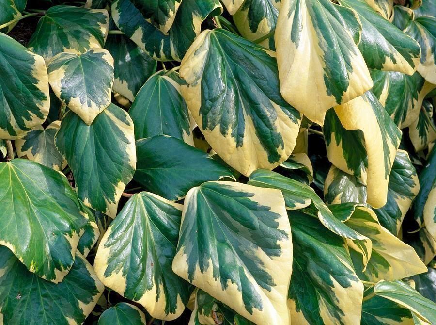 Piante & sementi: Lierre de Colchide 'Dentata Var.' RARE – Nuovo (secondo la descrizione) da Bremblens venduto da FIBONACCI369 2