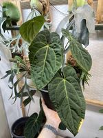 Zimmerpflanze Anthurium