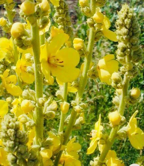 Pflanzen & Samen: 50 SAMEN Konigskerze VERBASCUM TAPSUS – Neu und originalverpackt aus Rovio von POSITIFFARTandPLANTS
