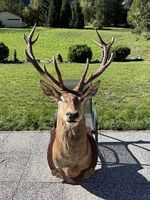Cerf empaillé