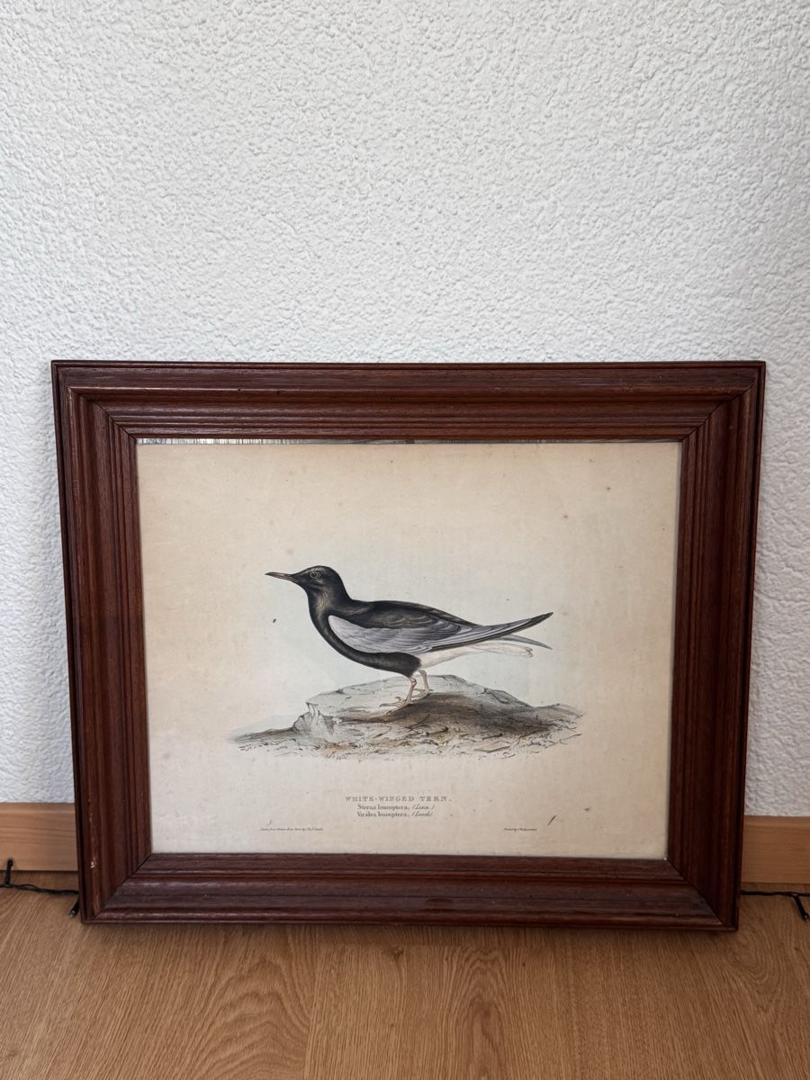 Dipinti: White-Winged Tern – Usato da Bern venduto da ilj_8ckn