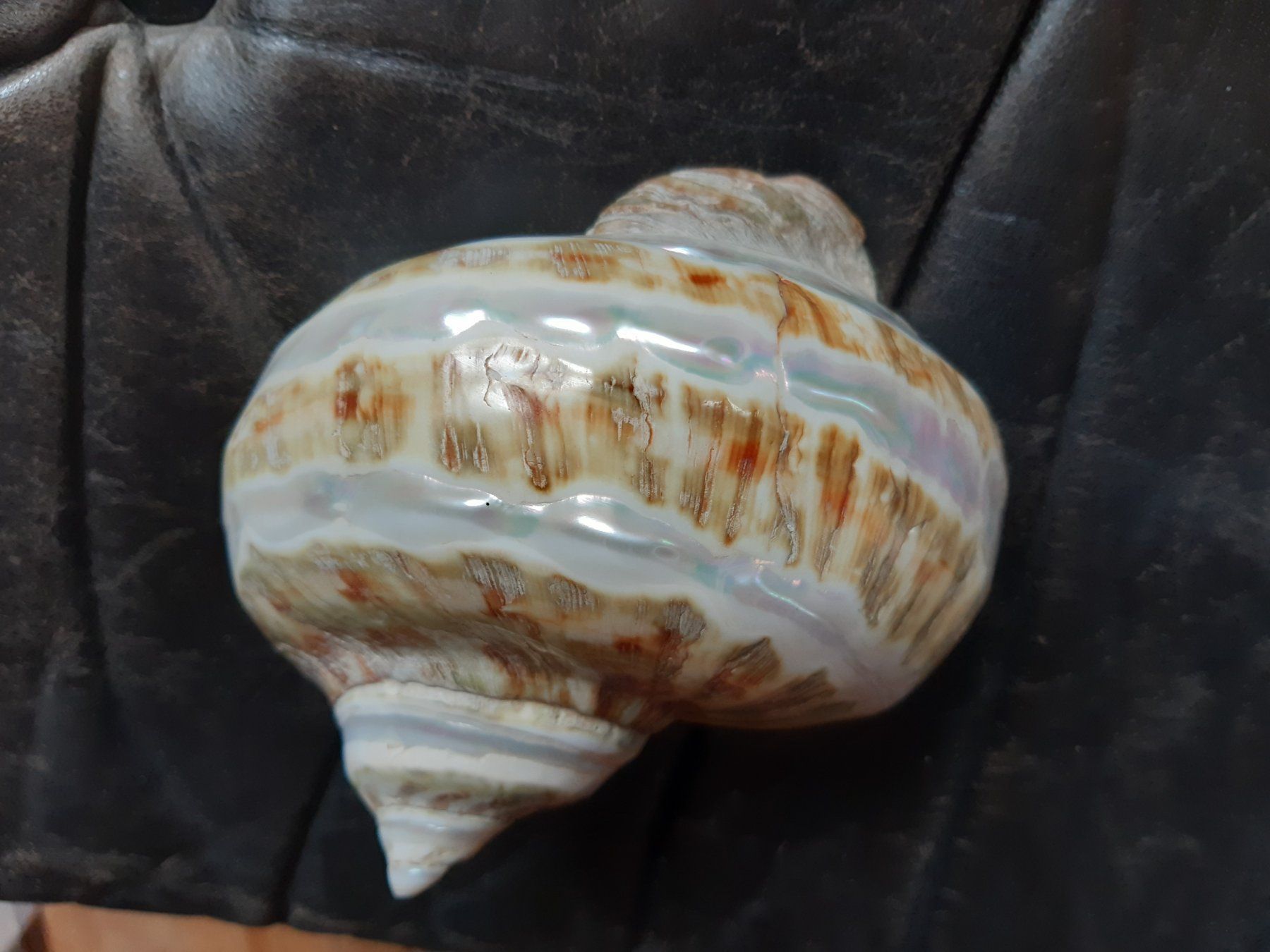 Altre raccolte & rarità: Spezielle Schnecke – Usato da Flawil venduto da Uncristalized 5