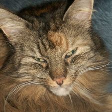 Profile image of Bambena