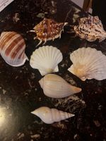 verschiedene Arten von exotischen Meeresmuscheln