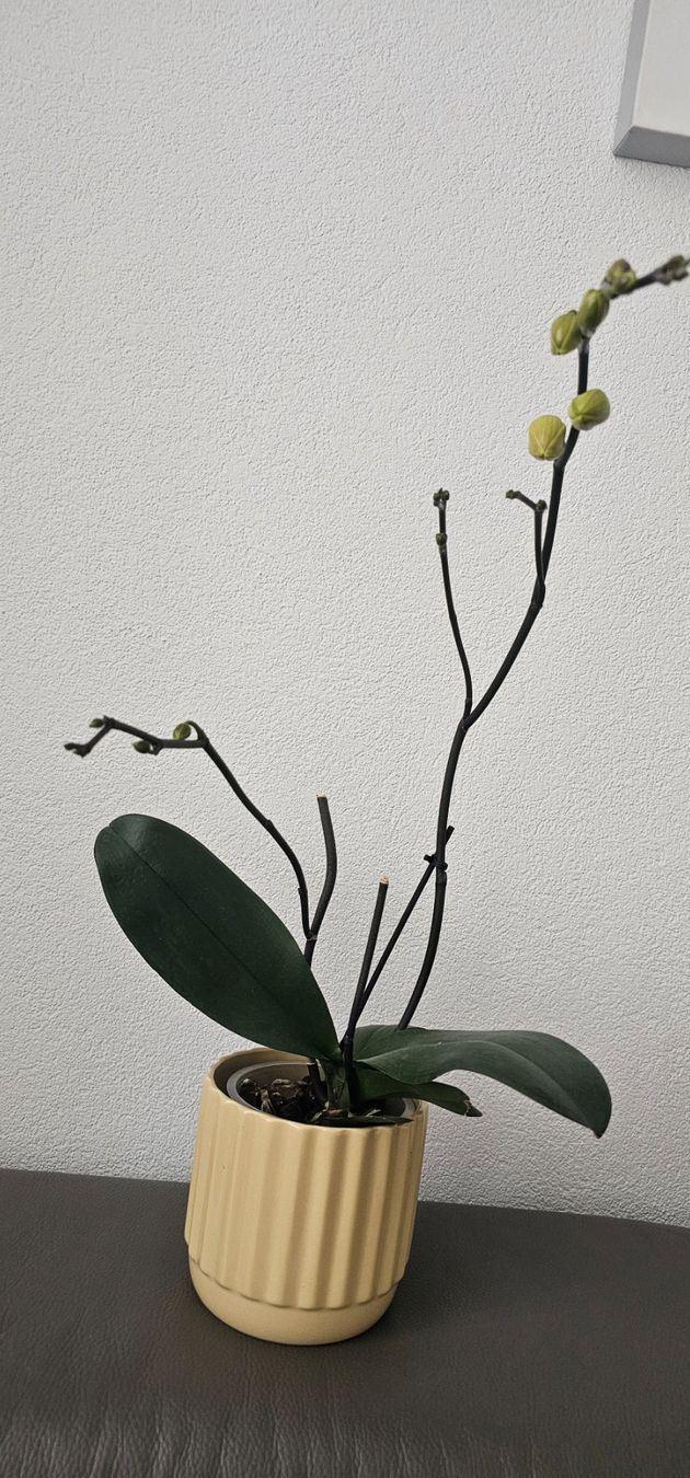 Piante & sementi: Phalaenopsis Orchidee gelb-rot gestreift, blühend . – Usato da Rorschach venduto da Eni_f96b 1