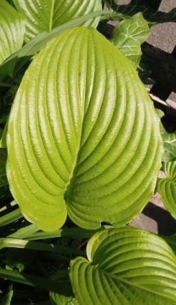 Piante & sementi: Hosta Funkie  hellgrün, Blüte weiss – Usato da Basel venduto da FRAU.ZAUBER.MOND 3