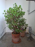 Grosser Geldbaum Crassula Ovata im Terrakotta Topf