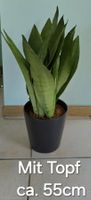 Zimmerpflanze "Sanseveria" mit Topf 🪴