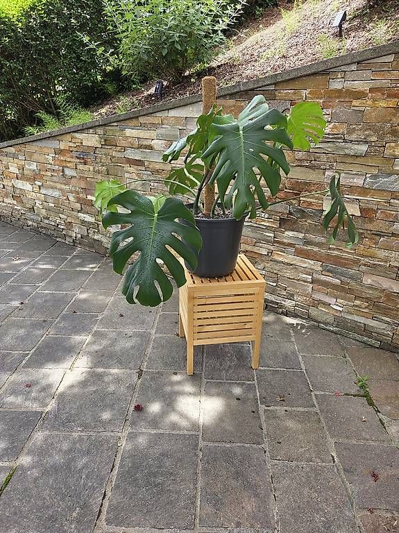 Piante & sementi: Monstera Deliciosa  – Usato da Jona venduto da pau_g7rc 2