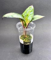 🌿 Alocasia ‘Yucatan Princess’ Variegata - Jungpflanze #5
