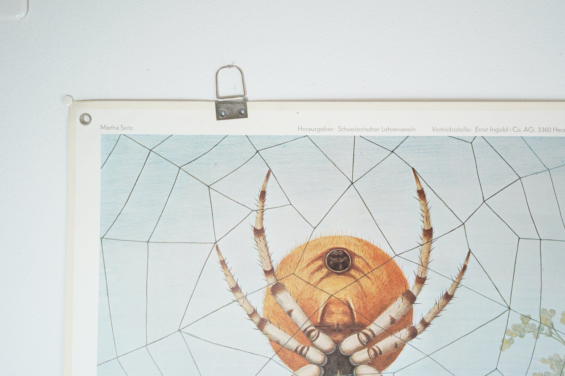 Foto & Immagini: Schulwandbild "Spinnen" von Marta Seitz 1976 – Usato da Wil SG venduto da froschbiss 5