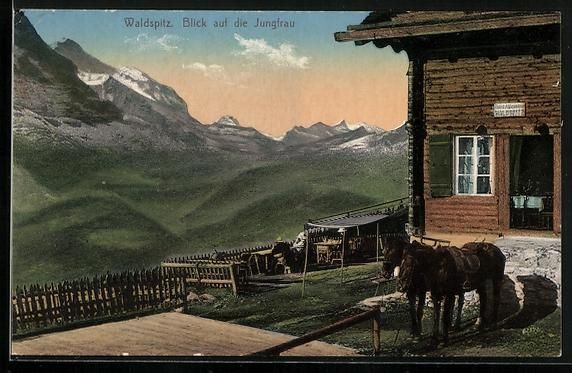 Cartoline postali: Grindelwald, Waldspitz, Hotel Alpenrose  – Usato da Berlin venduto da bartko-reher