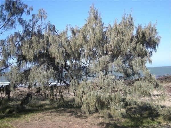 Piante & sementi: PIN AUSTRALIEN (Casuarina E.)  30g – Nuovo (secondo la descrizione) da Bremblens venduto da FIBONACCI369 1