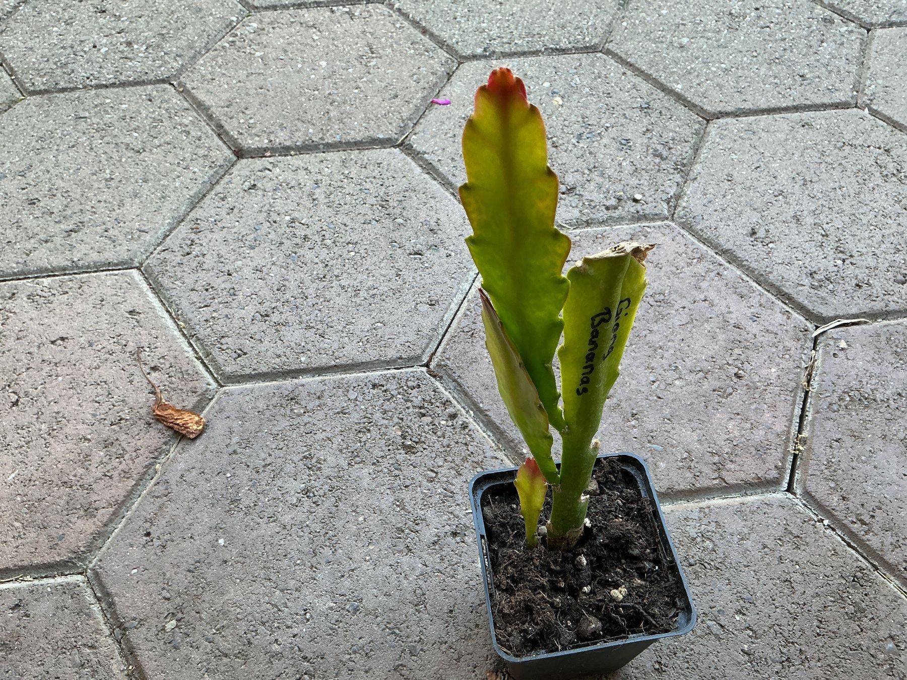 Piante & sementi: Blattkaktus Giong Bananas(Epiphylum) – Usato da seon venduto da Agnom 2