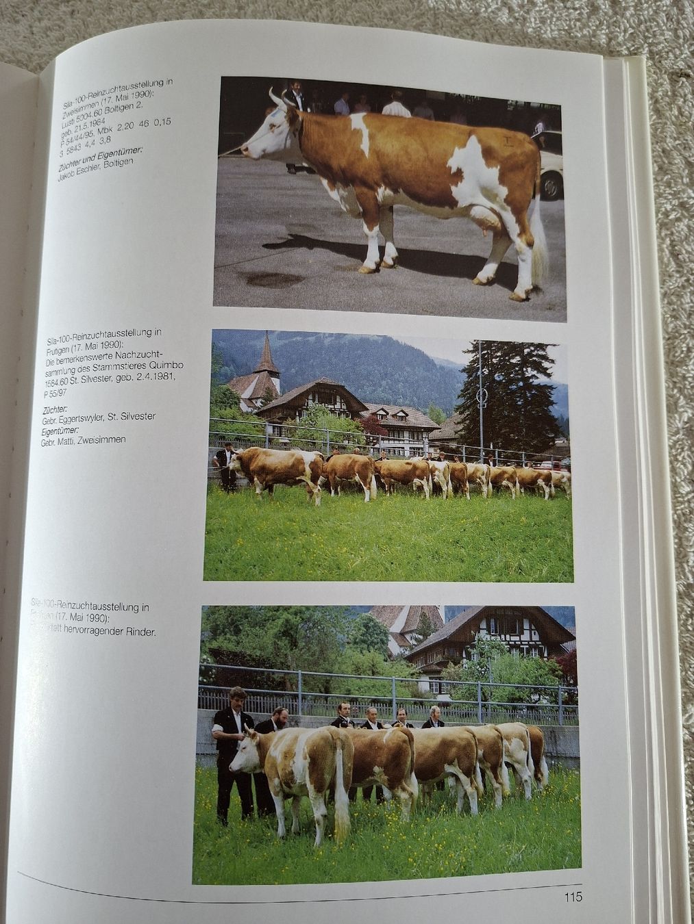 Cloches & sonnailles: Das Simmentaler Fleckvieh – D'occasion à Grindelwald par carro5 5