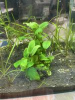 Anubia auf Mangrove Wurzel Aquarium Pflanze