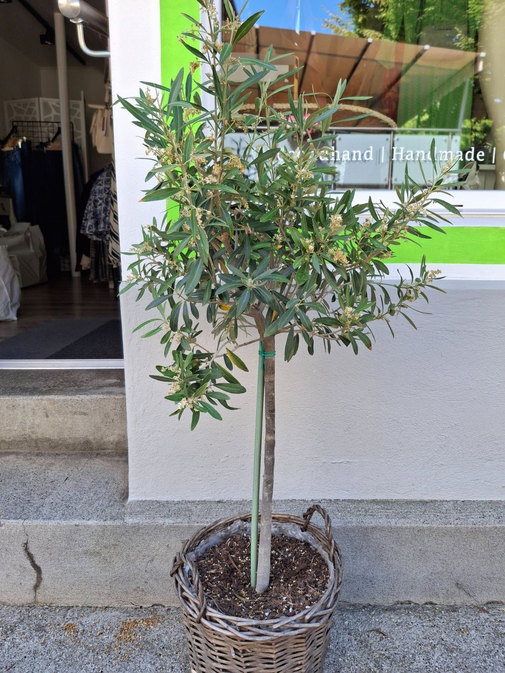 Pflanzen & Samen: Olivenbaum – Gebraucht aus Oberhofen am Thunersee von katka99