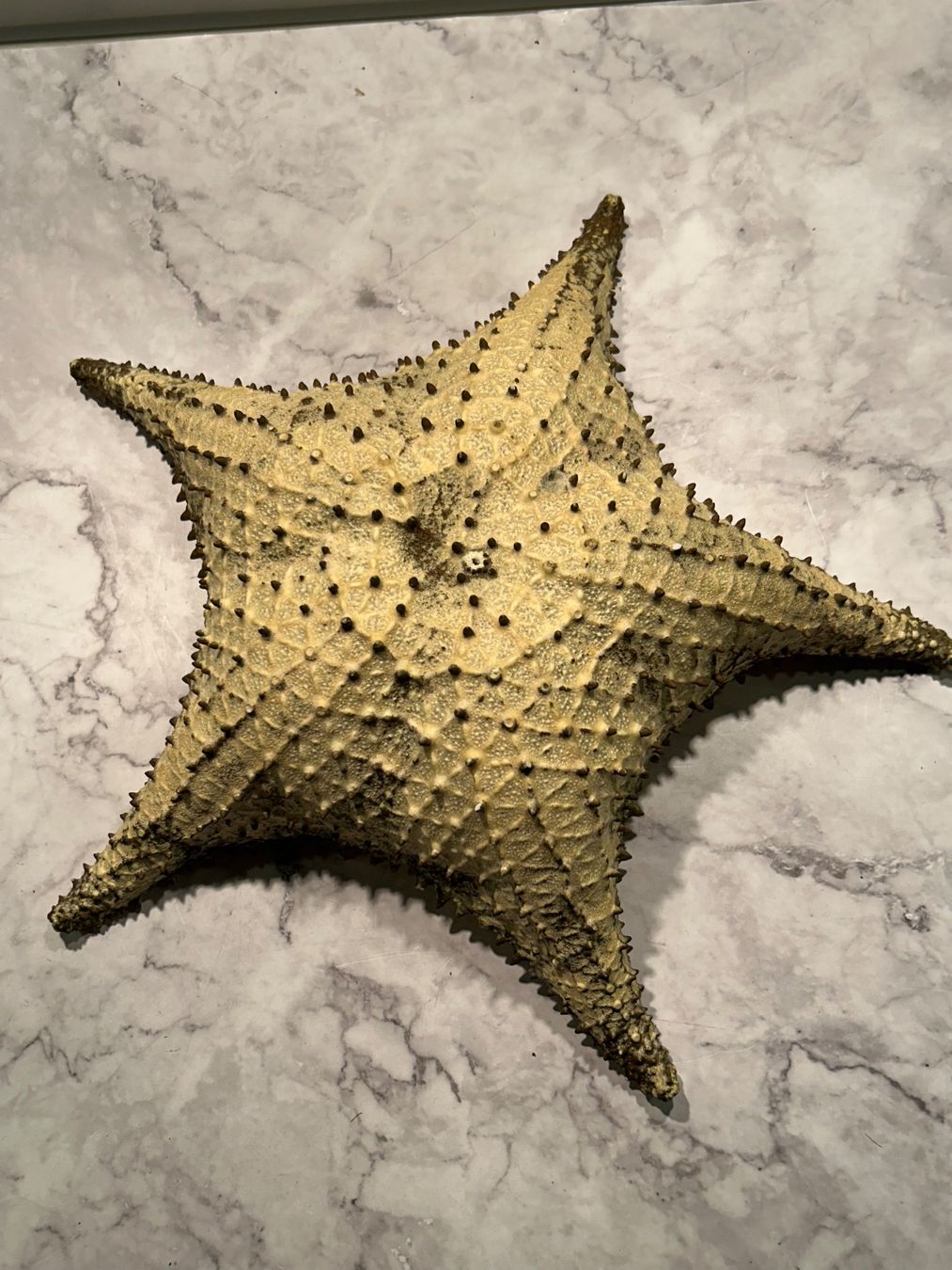 Fossilien: Seestern antik gross – Gebraucht aus Basel von toy_t8bb