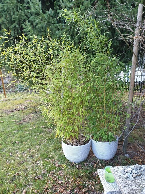 Bambus Pflanzen im Topf Kaufen auf Ricardo
