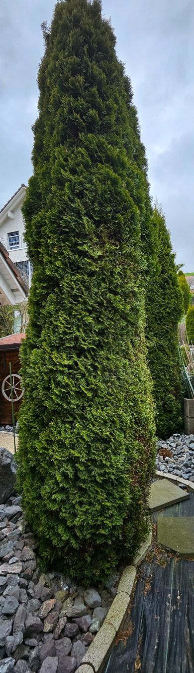 Pflanzen & Samen: Grosse Thuja zu verkaufen, ca. 4m + hoch – Gebraucht aus Gibswil von Dapi 3