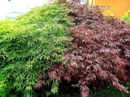 Ab 15.- fr 20 Samen 10 rote + 10 grune japanische Ahornsamen