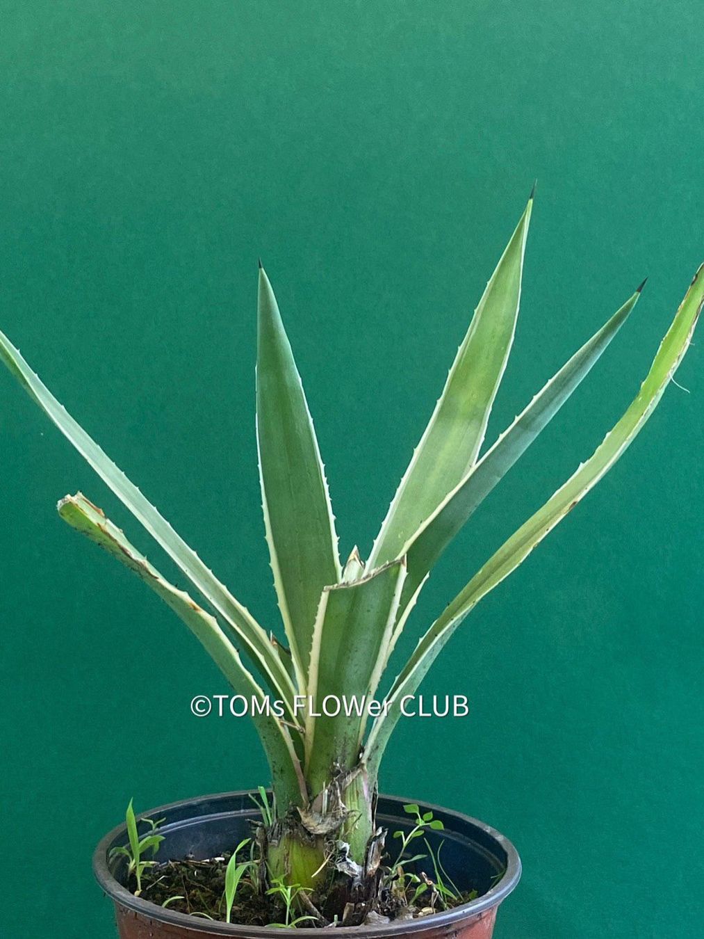 Piante & sementi: Agave Angustifolia Marginata - Sonne liebend – Nuovo e nell'imballaggio originale da Adliswil venduto da astom369 1