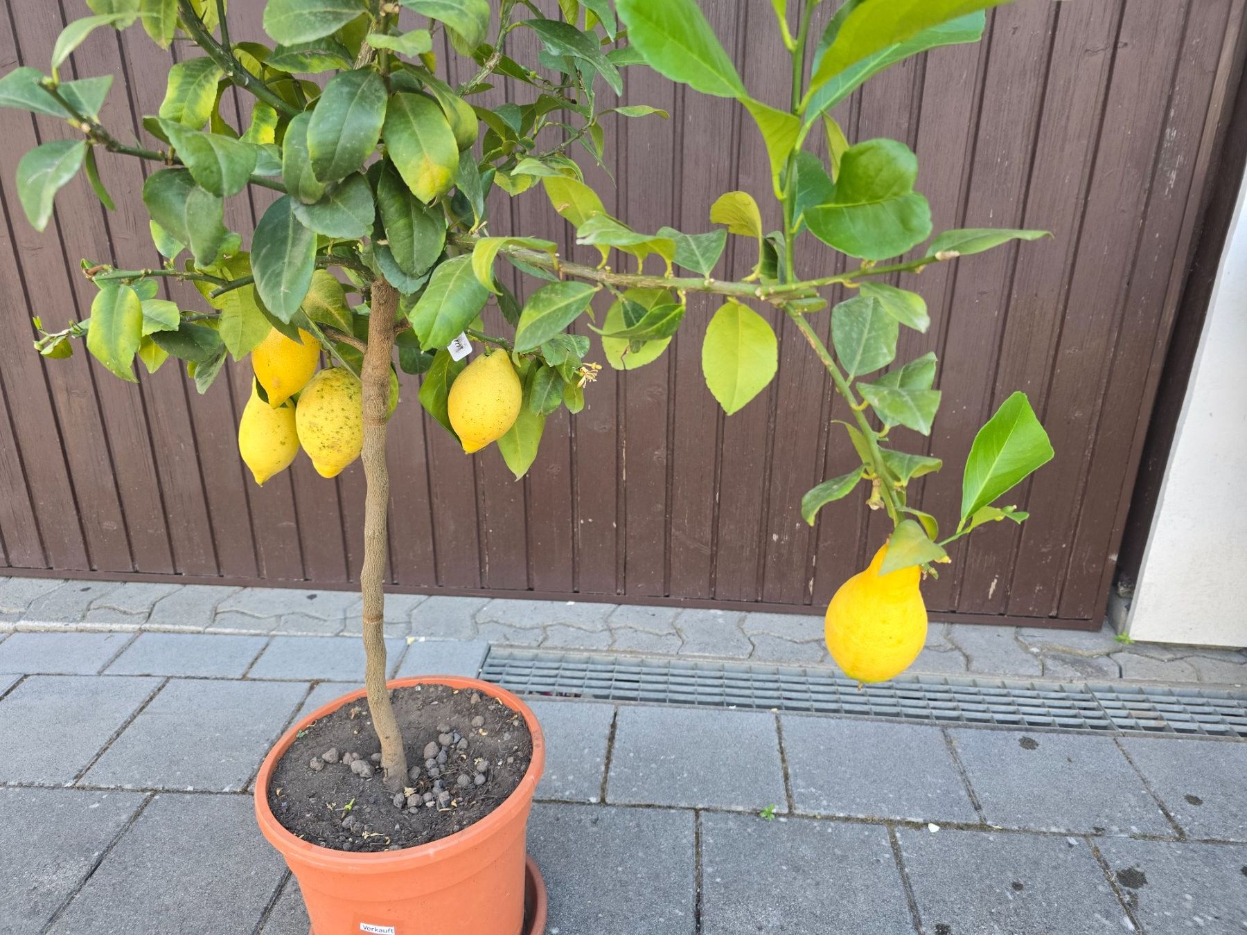 Pflanzen & Samen: Zitronenbaum mit Früchten – Gebraucht aus Aarburg von popkorn65 3