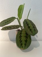 Maranta leuconeura im Glas