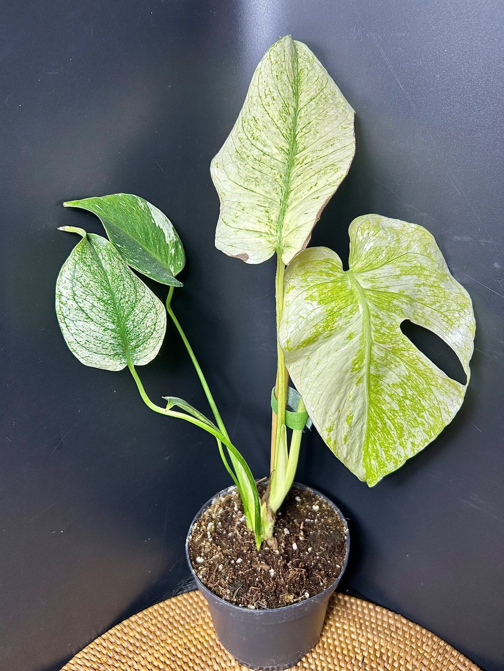 monstera doniczka Monstera Deliciosa