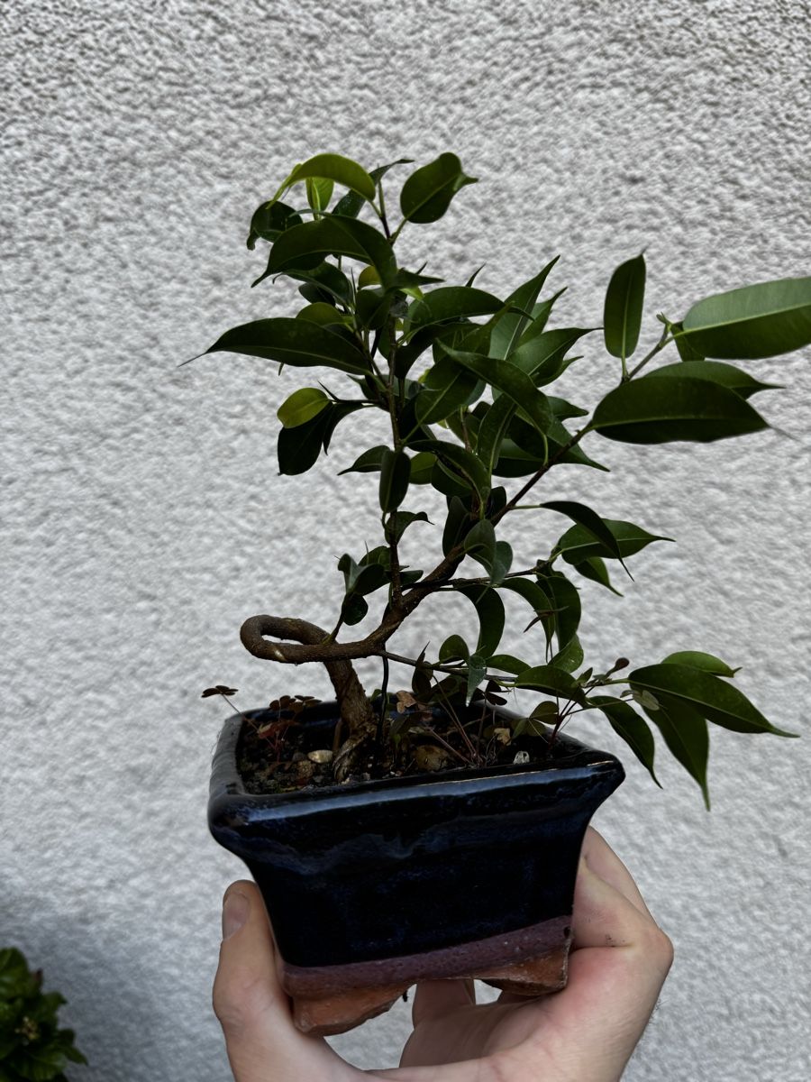 Piante & sementi: Kleiner Ficus Bonsai – Usato da Rümlang venduto da Gruseh.ch 1