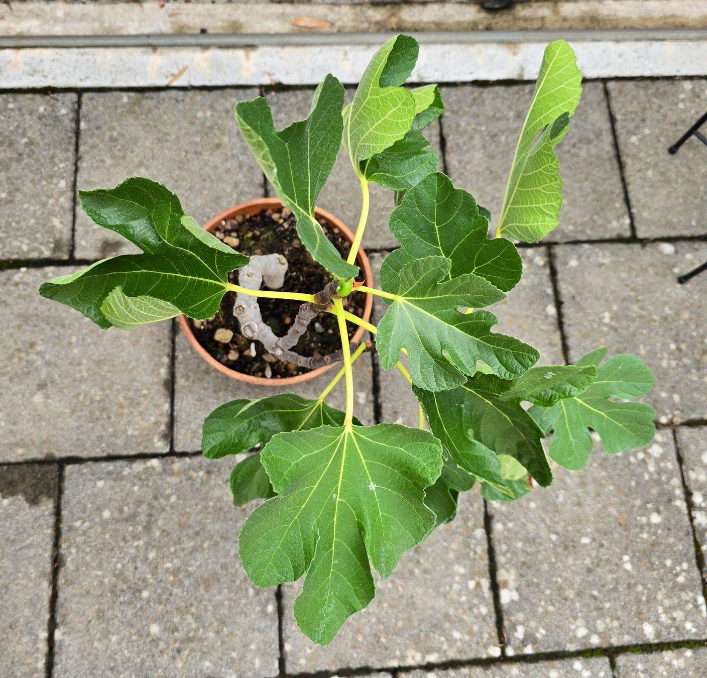 Piante & sementi: Feigen-Bonsa Stil im Terrakotta Schale – Usato da Aarburg venduto da popkorn65 1