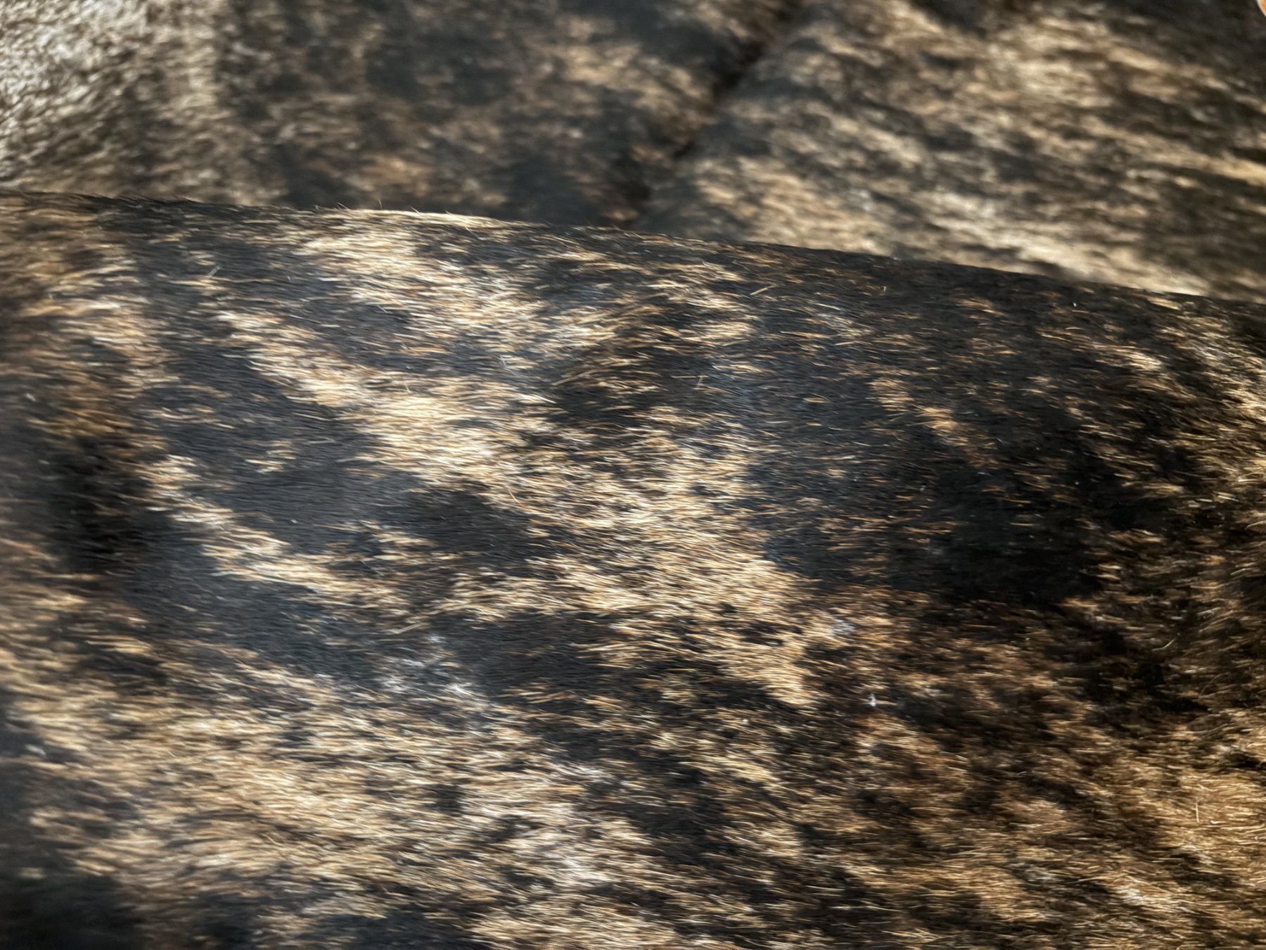 Tappeti: echtes Kalbfell exotic – Nuovo e nell'imballaggio originale da Arbedo venduto da patagonialeatherrugs 2