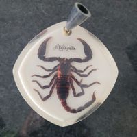 Skorpion echt,gross in Kunstharz aus Malasyia