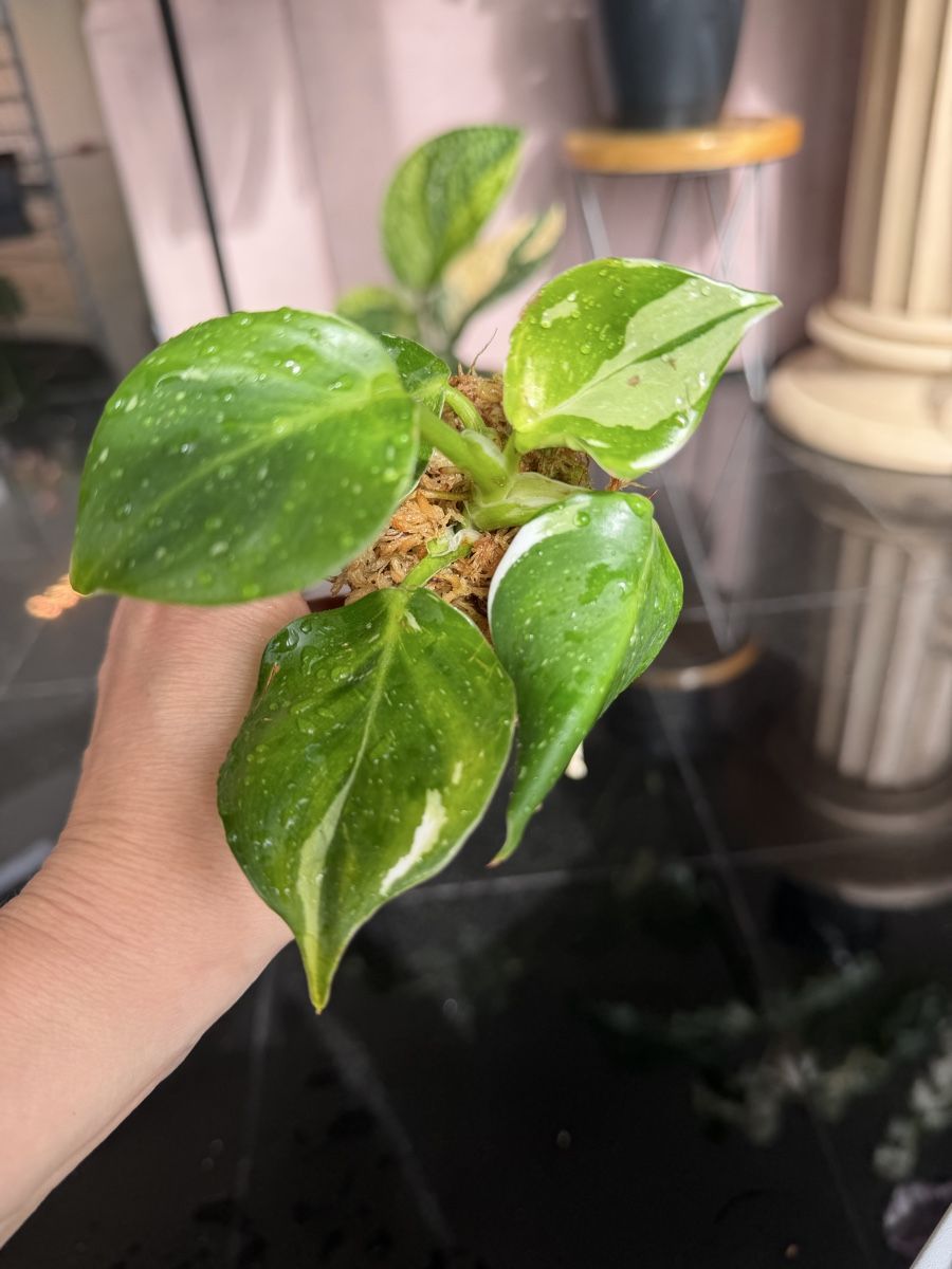 Pflanzen & Samen: Philodendron White Princess – Neu (gemäss Beschreibung) aus Buchrain von Stetoscop 1