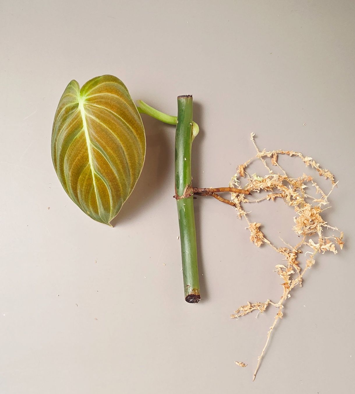Piante & sementi: Philodendron melanochrysum Stammsteckling – Nuovo (secondo la descrizione) da Gerolfingen venduto da Azora 1