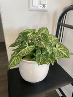 Syngonium plant, Arrowhead plant, variegated leaves, indoor 