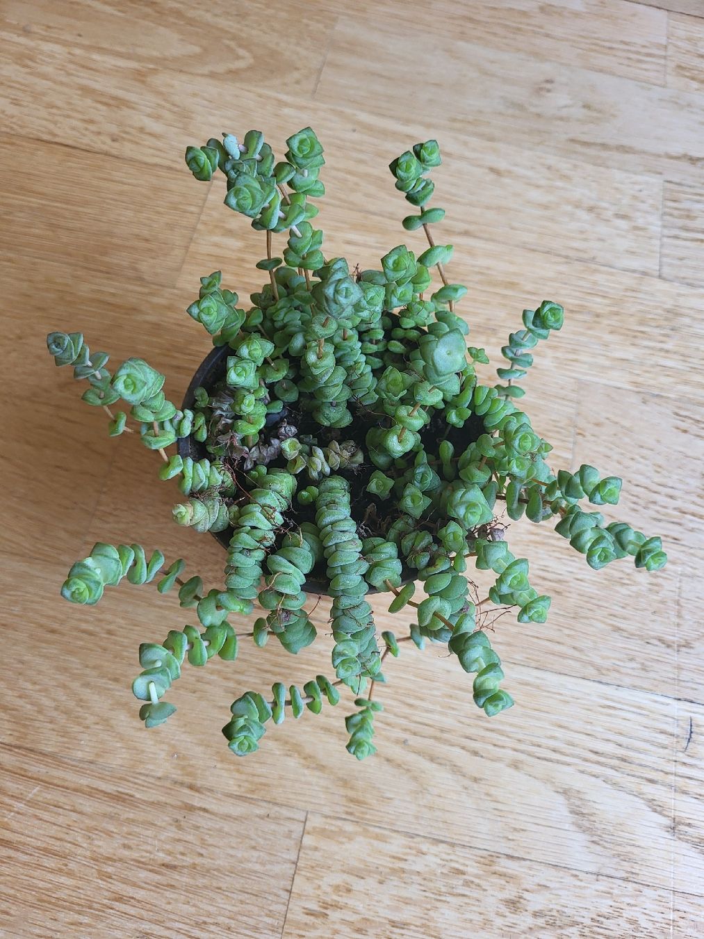 Piante & sementi: crassula rupestris Pflanz Sukkulente – Nuovo (secondo la descrizione) da Zürich venduto da sahaara01