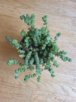 crassula rupestris Pflanz Sukkulente