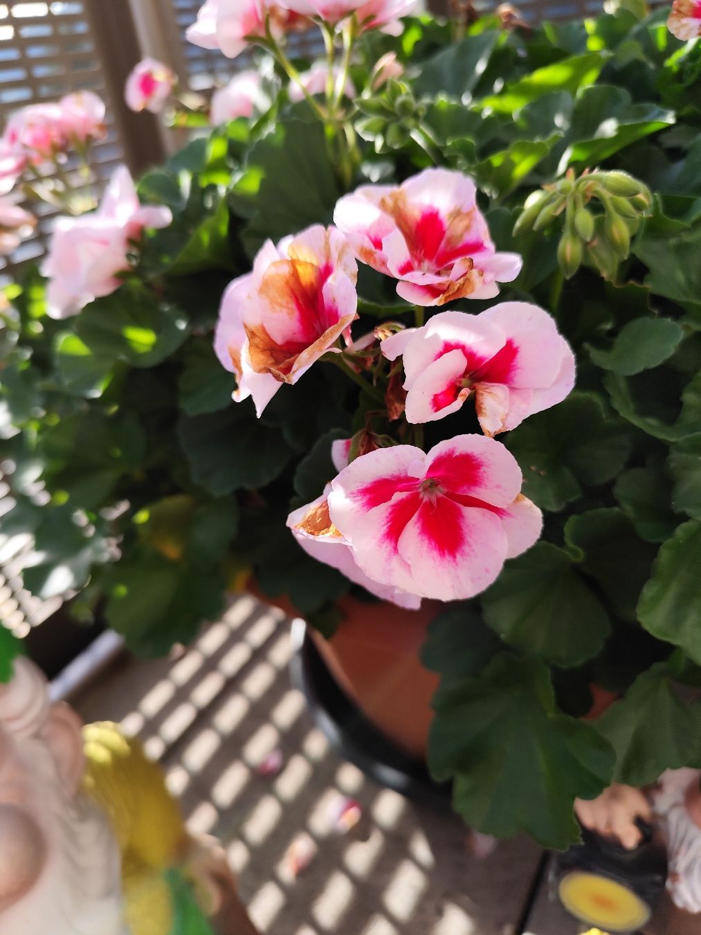 Pflanzen & Samen: Geranium Busch  – Gebraucht aus Grossdietwil von bie_2bn5 2