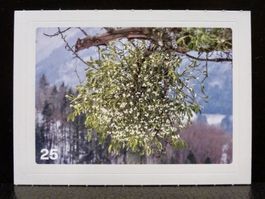 MIGROS MANIA Nature Detectives Nr. 25